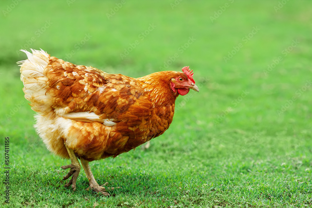 Fototapeta premium one orange chicken walks on the green pasture