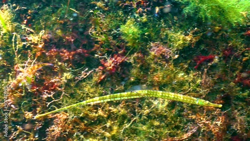 Black-striped pipefish (Syngnathus abaster) swim among algae near the seabed in the Black Sea photo