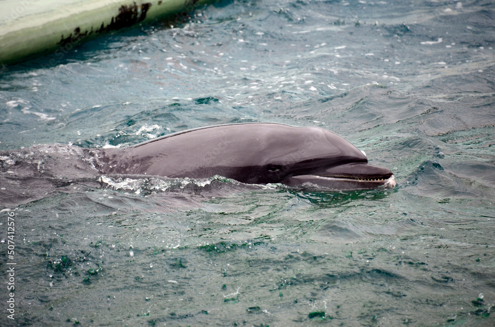 Obraz premium イルカ