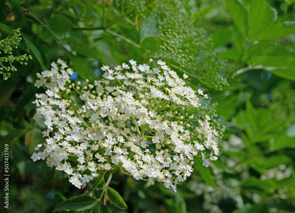 Blühender Holunder, Sambucus nigra, im Frühling Blühender Holunder, Sambucus nigra, im Frühling