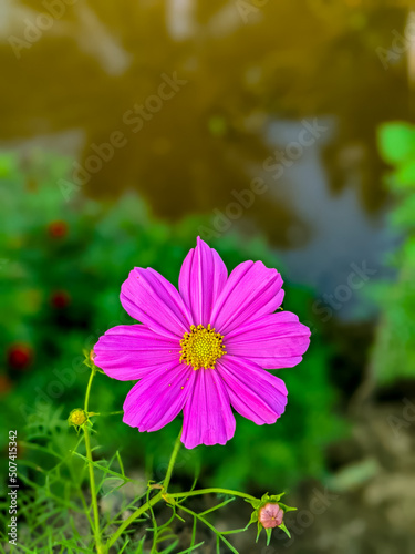 pink cosmos flower