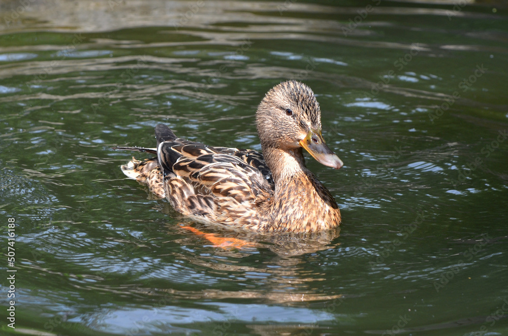 Portrait of swimming duck-mallard (female) in the park pond on sunny warm day. Wild birds outdoors photo. Portrait of swimming duck-mallard (female) in the park pond on sunny warm day. Wild birds outdoors photo.