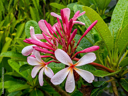 pink and yellow flower
