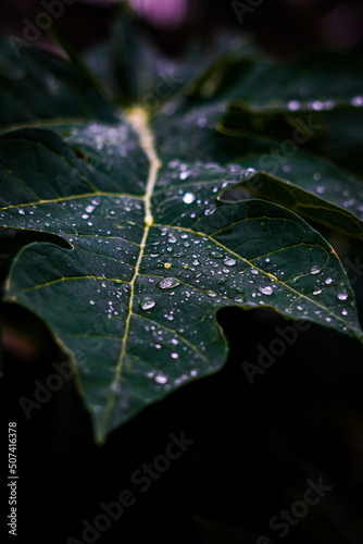 water drops on leaf
