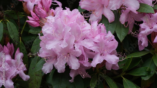 Flowers in garden