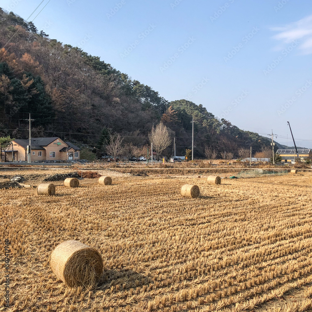 Silage remaining on farmland after rice harvest in fall