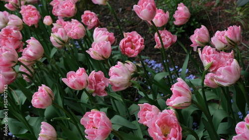 Flowers in garden