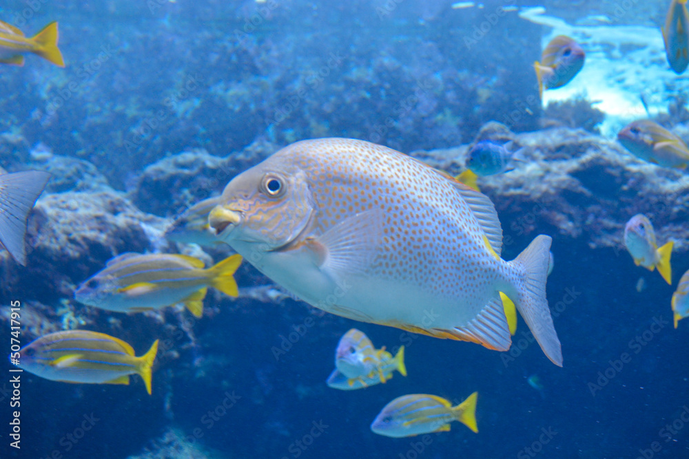 Tropical fish swimming in Mediterranean sea water Tropical fish swimming in Mediterranean sea water