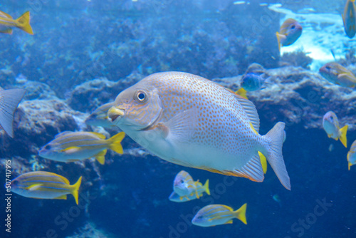 Tropical fish swimming in Mediterranean sea water © Geon