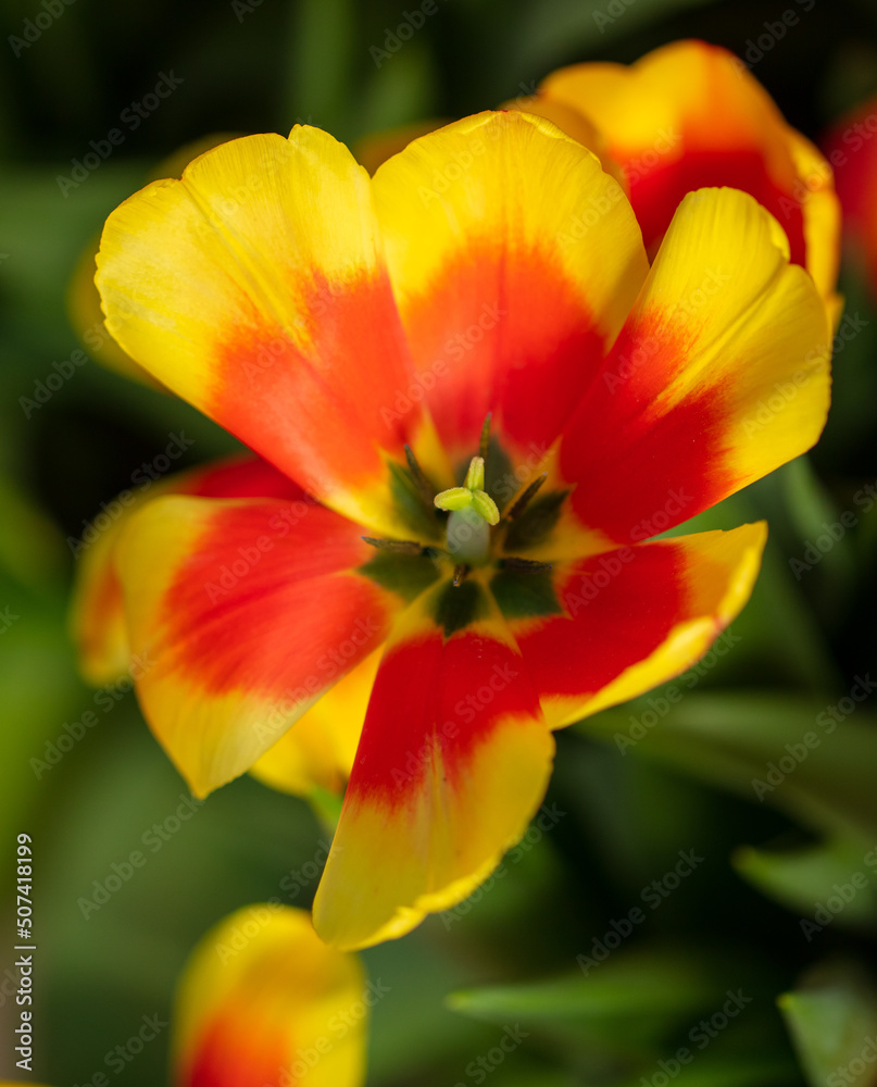 Beautiful yellow-red tulip flower in nature.