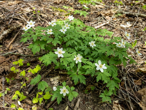 Wood anemone flowers in a forest clearing in early spring. A white windflowers with six petals in a sunny day.
