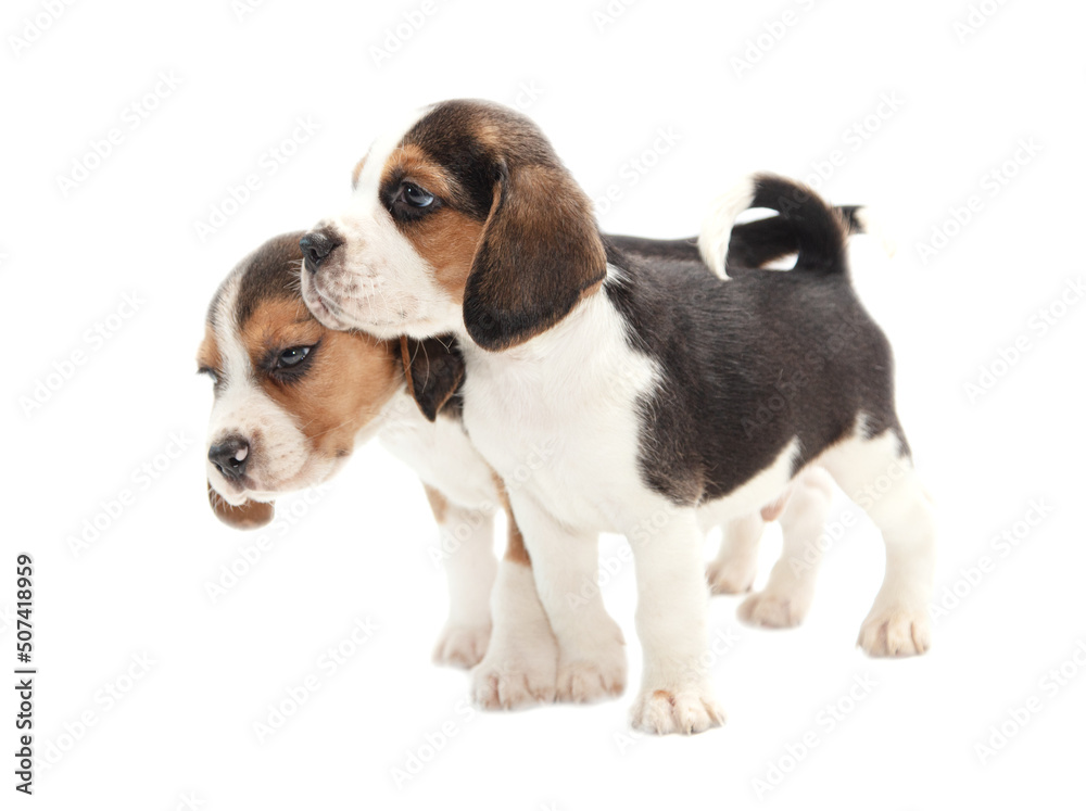 Dog puppies isolated on white background.