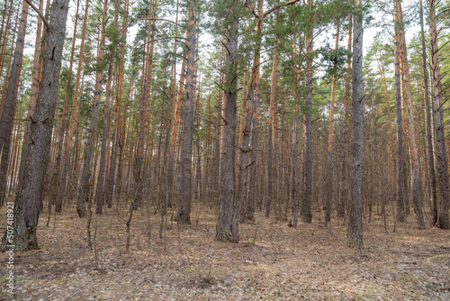 Trunks of coniferous trees in the forest as a background.