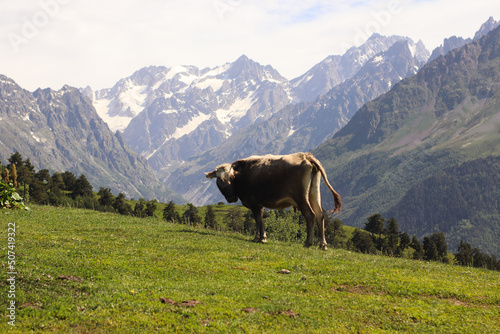 Cow in the mountains of Svaneti, Georgia