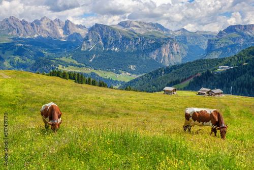 Cows grazing on alps meadow in the dolomites mountains