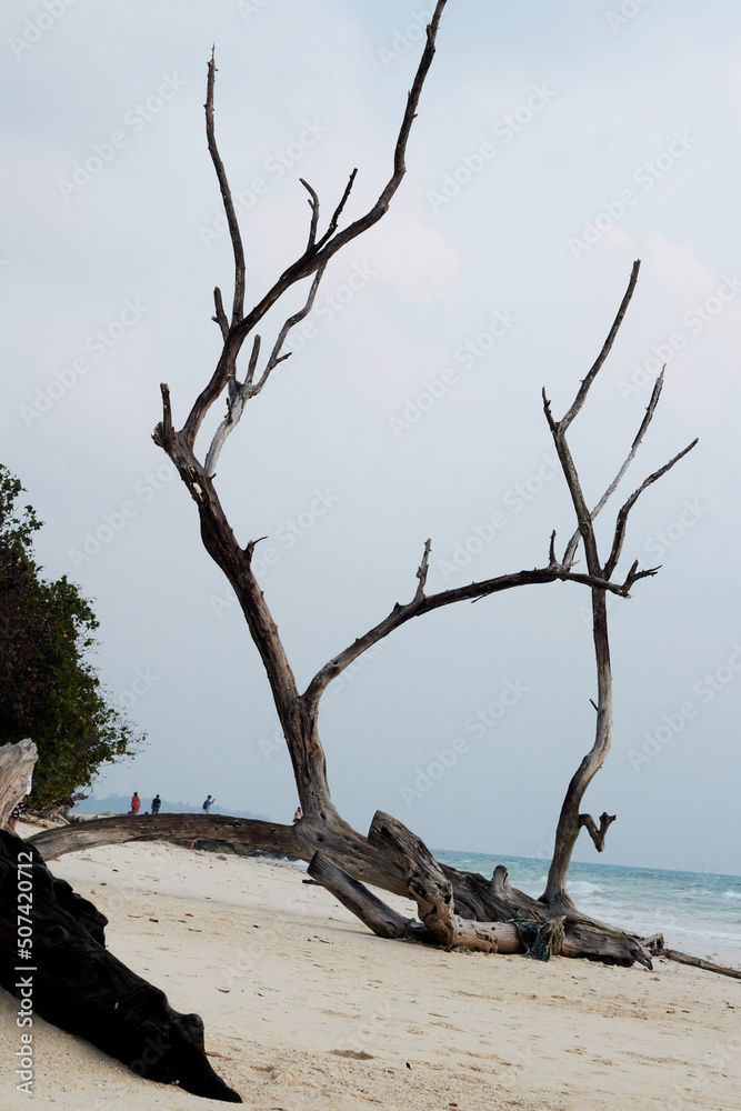 dead tree on the beach