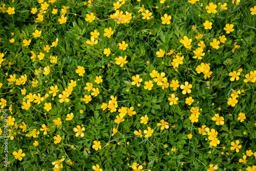 meadow of yellow ranunculus flowers shot from above
