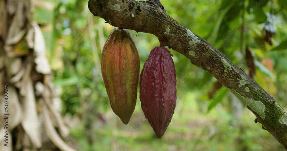 Frutos de cacao en el arbol