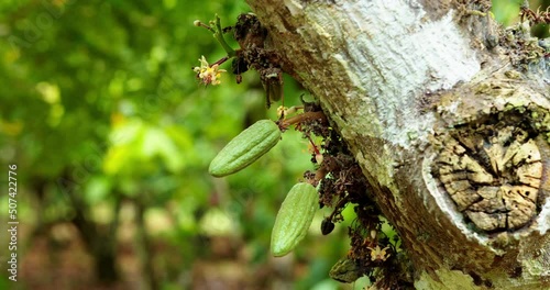 Flor y fruto pequeño de cacao