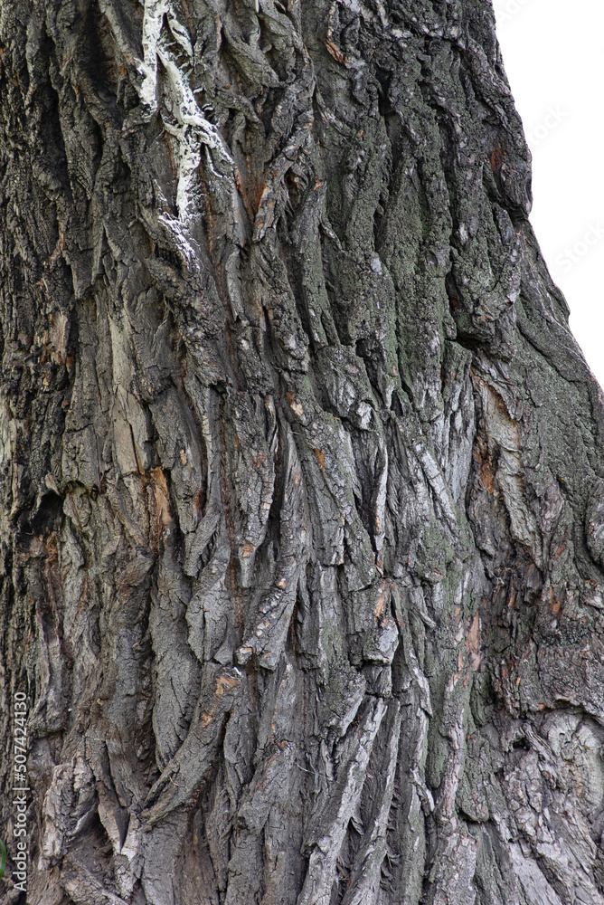 the old rough bark of the poplar tree. texture the old rough bark of the poplar tree. texture
