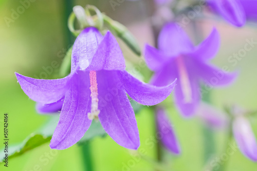 natural photo of wild purple bluebell flowers. close-up, soft focus