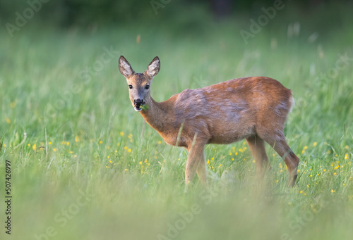Roe deer female ( Capreolus capreolus )