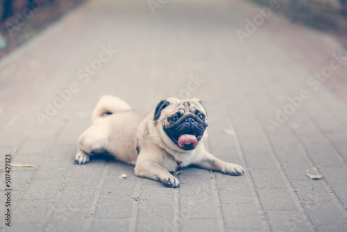 cute pug is resting on sidewalk in summer heat, dog in city with his tongue hanging out