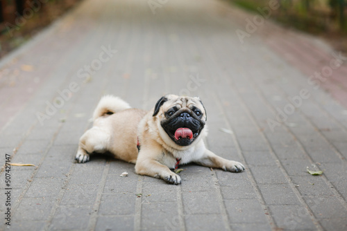 cute pug is resting on sidewalk in summer heat, dog in city with his tongue hanging out