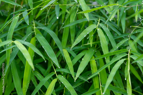 Bamboo green leaves, shallow focus, after raining for natural computer background and wallpaper