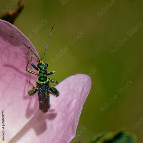 œdémère noble - emera nobilis photo