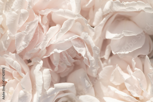 seamless background of close up of rose petals in white and pink photo