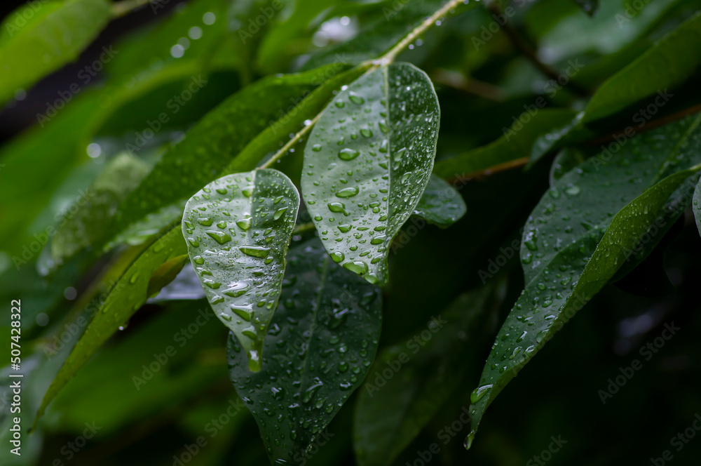 Syzygium polyanthum leaves, with common names Indian bay leaf and