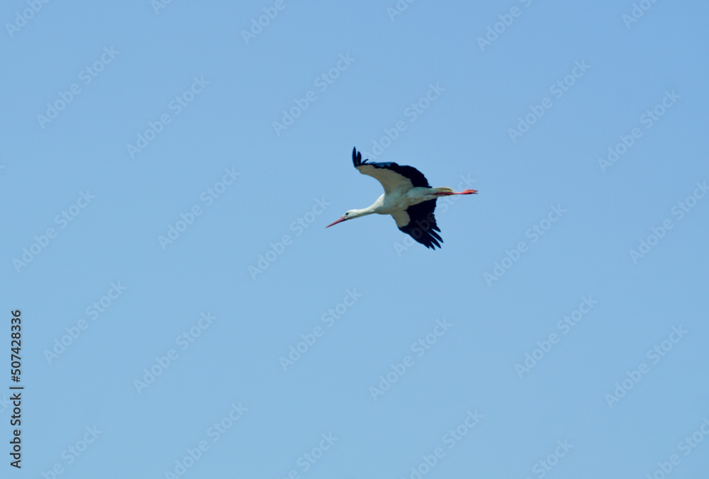 Obraz premium White stork in the nature