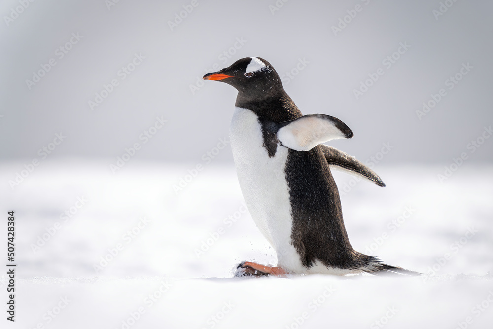 Fototapeta premium Gentoo penguin waddles across snow facing left