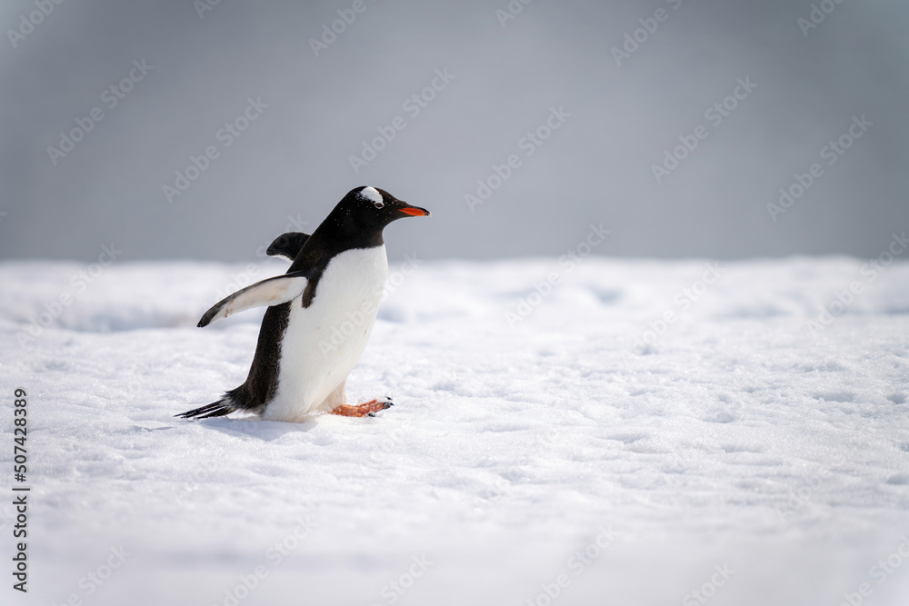 Obraz premium Gentoo penguin waddles across snow in sunshine