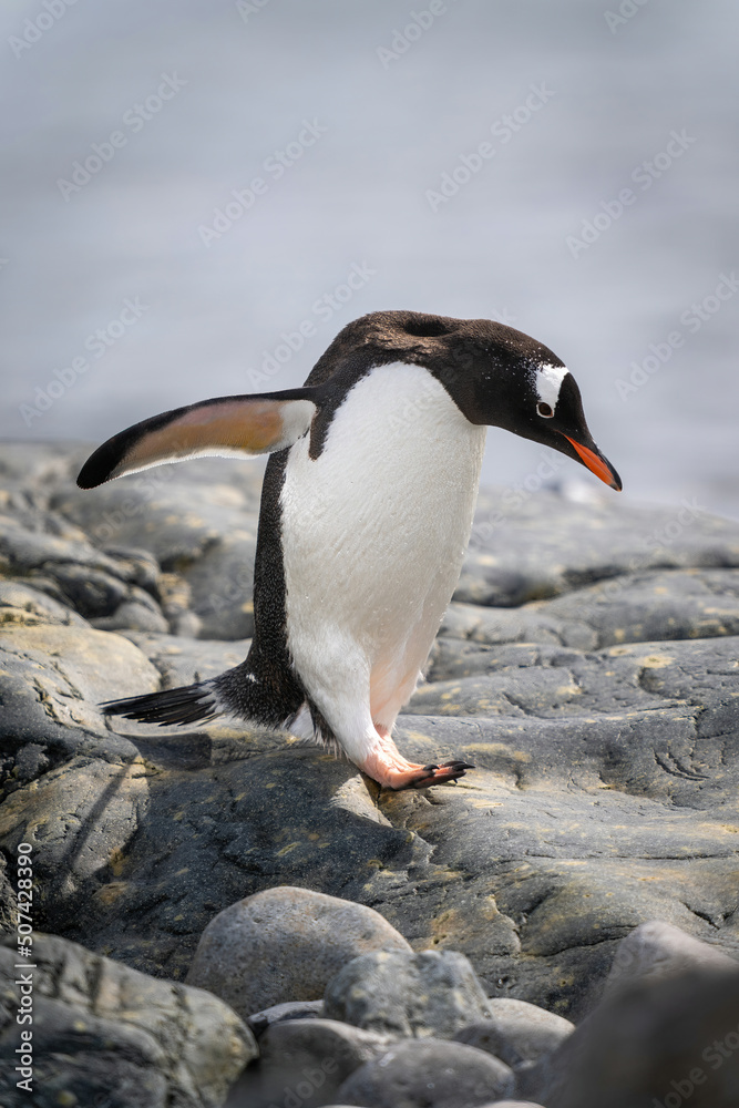 Fototapeta premium Gentoo penguin waddles over rock by sea