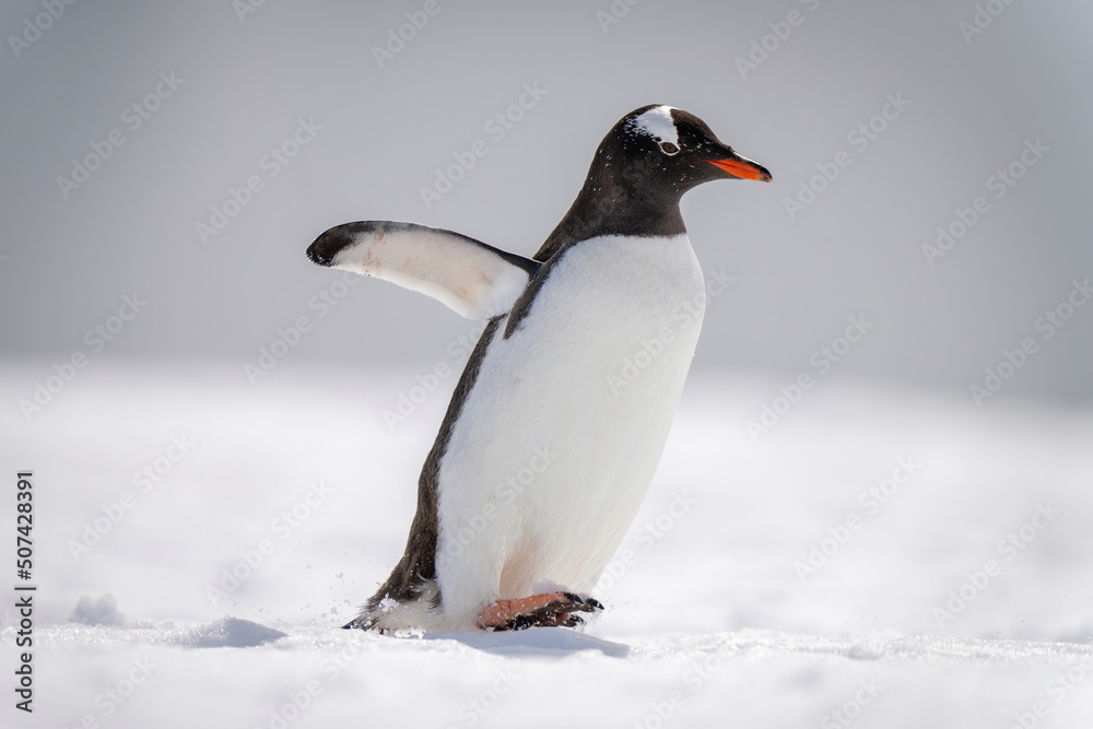 Fototapeta premium Gentoo penguin waddles across snow lifting foot