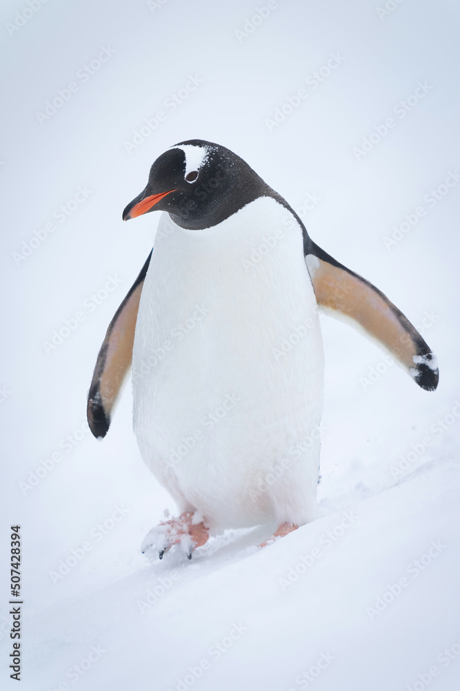 Naklejka premium Gentoo penguin waddles down hill in snow