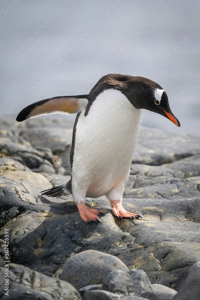 Naklejka premium Gentoo penguin waddles over rocks by sea