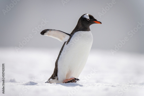 Gentoo penguin waddles across snow lifting foot