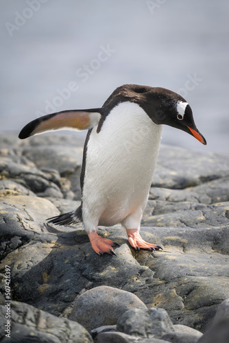 Gentoo penguin waddles over rocks by sea