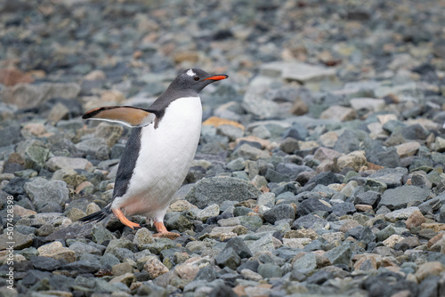 Gentoo penguin waddles over shingle in sunshine © Nick Dale