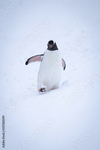 Slika na platnu Gentoo penguin waddles through snow lifting flipper