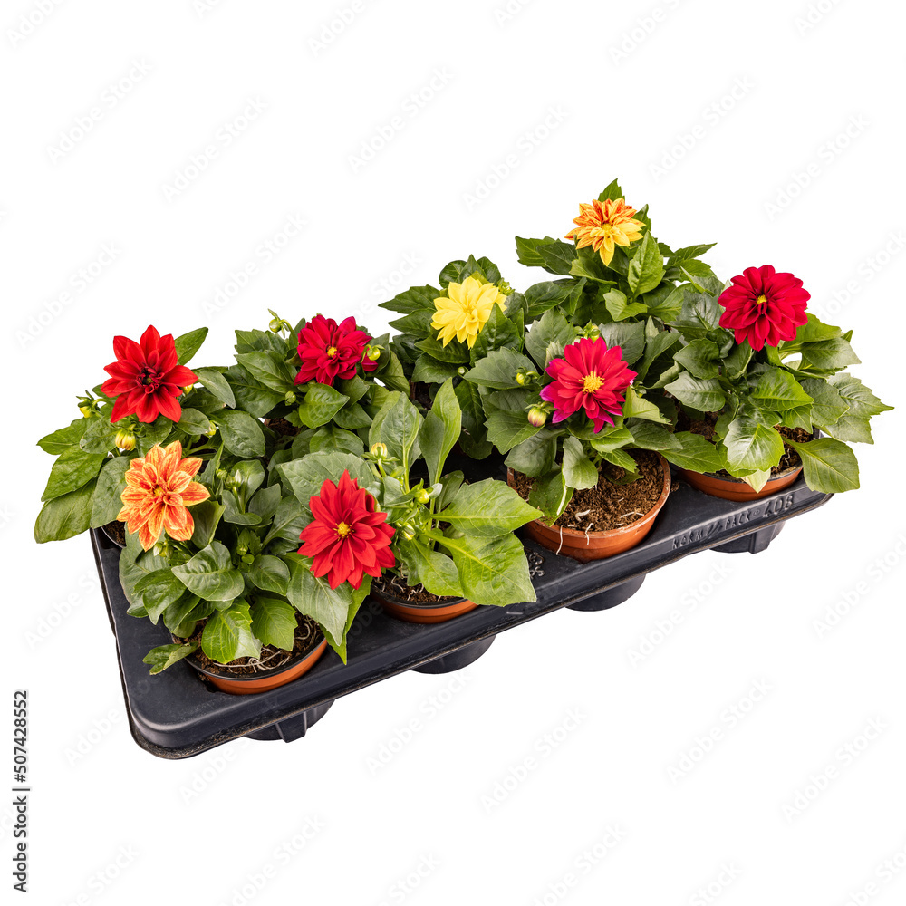 Colored dahlia flowers plant