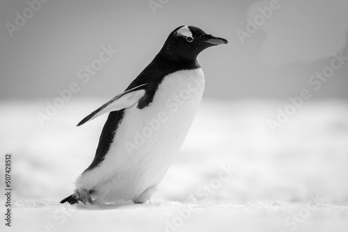 Mono gentoo penguin walks right across snow