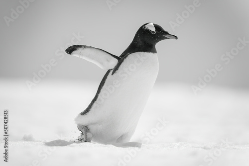 Mono gentoo penguin waddles right across snow © Nick Dale