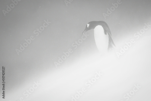 Mono gentoo penguin stands looking down slope