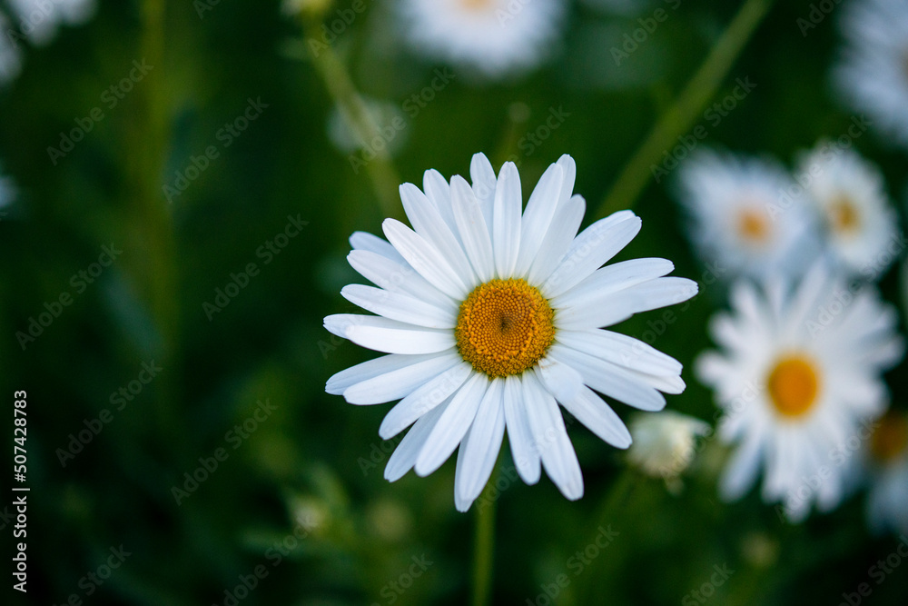 Little daisies blooming on the grass in summer under the sunset Little daisies blooming on the grass in summer under the sunset
