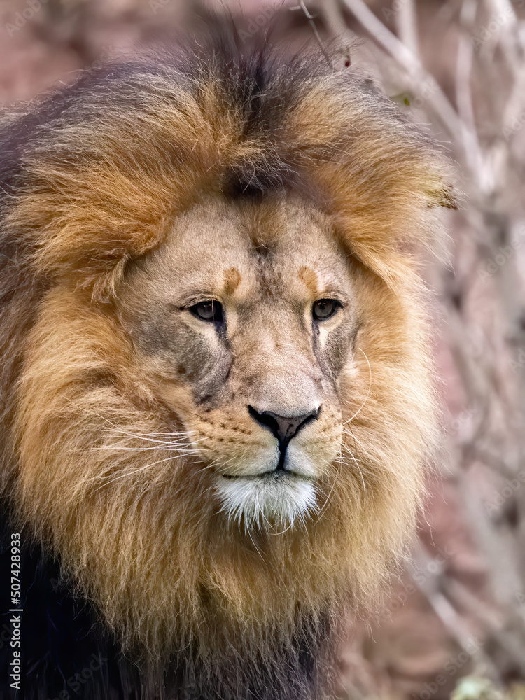African lion close up face portrait