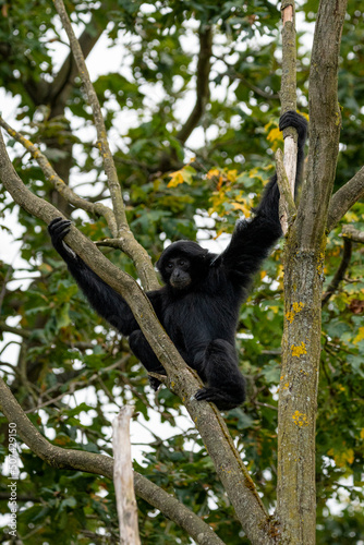 Ape sitting between tree branches .Background yellow green leaves.